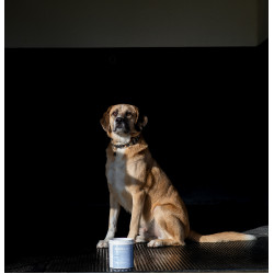 Alodis Care Cani Clay klei voor honden