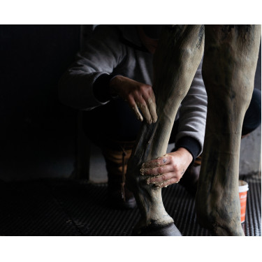 Klei Alodis Care Tendi Flash