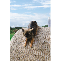 Baume Alodis Care Cani Stress voor honden Baume Alodis Care Cani Stress voor honden