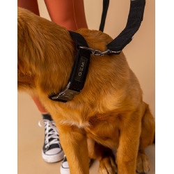 Collier GEM chien Noir Collier GEM chien Noir
