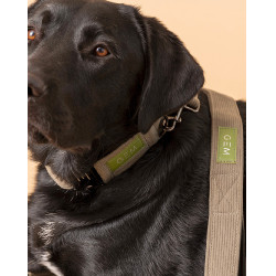Laisse GEM chien Kaki