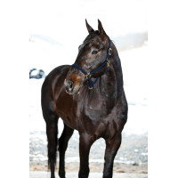 LICOL YANKEE NYLON 20 MM LICOL YANKEE NYLON 20 MM