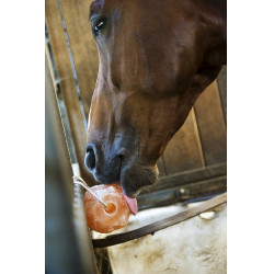Pierre à sel Hippotonic de l'Himalaya Pierre à sel Hippotonic de l'Himalaya