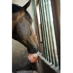 Pierre à sel Hippotonic de l'Himalaya Pierre à sel Hippotonic de l'Himalaya