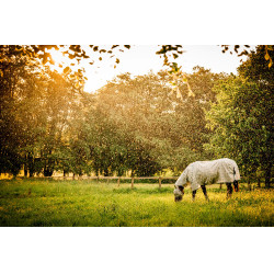 Horseware Newmarket vliegenmaskers Houtskool witney Grijs Horseware Newmarket vliegenmaskers Houtskool witney Grijs