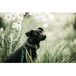 Laisse Kentucky pour chien Lézard Vert olive