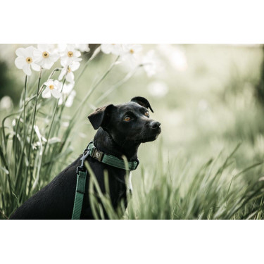Laat Kentucky voor hond Hagedis Laat Kentucky voor hond Hagedis