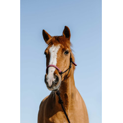 Halstertouw ethologisch + leadrope Norton Zweden