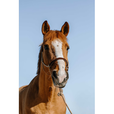 Halstertouw ethologisch + leadrope Norton Zweden Beige / bruin Halstertouw ethologisch + leadrope Norton Zweden Beige / bruin