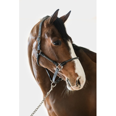 Licol Harcour Honey Gris foncé