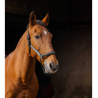 Licol nylon Equithème Domino Gris