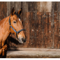Licol nylon Equithème Domino Bleu