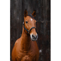 Licol nylon Equithème Domino Vert Licol nylon Equithème Domino Vert