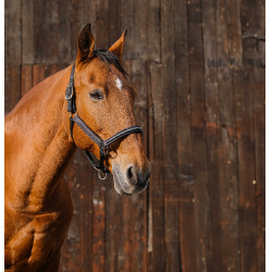 Licol nylon Equithème Domino Cuivre Marron Licol nylon Equithème Domino Cuivre Marron