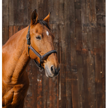 Nylon halster Equithème Domino Koper Bruin Nylon halster Equithème Domino Koper Bruin