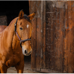 Licol nylon Equithème Domino Violet