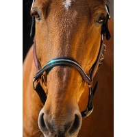 Licol nylon Equithème Domino Bordeaux Licol nylon Equithème Domino Bordeaux