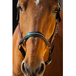 Licol nylon Equithème Domino Bordeaux Licol nylon Equithème Domino Bordeaux