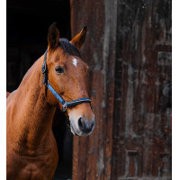 Nylon halster Equithème Domino Koningsblauw Nylon halster Equithème Domino Koningsblauw