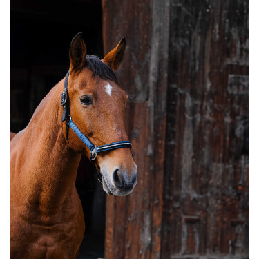 Nylon halster Equithème Domino Koningsblauw