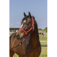Licol Norton Grooming Rood Licol Norton Grooming Rood