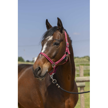 Licol Norton Grooming