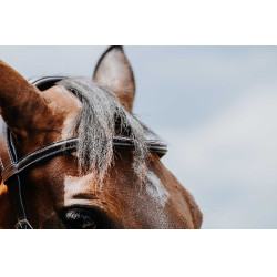 Bridon Freedom Norton Havane Marron