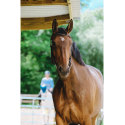 Bridon Freedom Norton Havane Marron