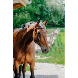 Bridon Freedom Norton Havane Marron