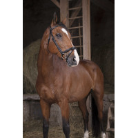 Bridon Norton Pro Fin Zwart