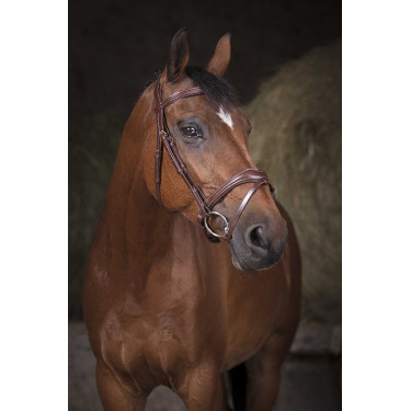 Bridon Norton Pro Vague Havane Marron