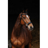 Bridon Norton Pro Hackamore Noir Bridon Norton Pro Hackamore Noir