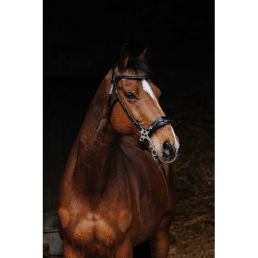 Bridon Norton Pro Hackamore Noir Bridon Norton Pro Hackamore Noir