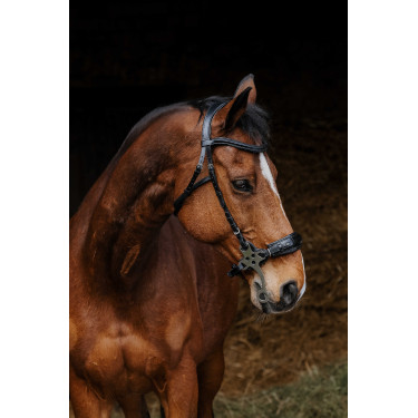 Bridon Norton Pro Hackamore Noir Bridon Norton Pro Hackamore Noir