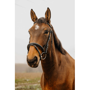 Bridon Norton Club Square Noir