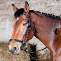 Bridon Michel Robert Tde T muserolle allemande T de T Havane foncé Marron