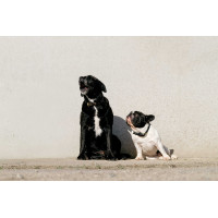 Collier et laisse pour chien Equithème Max Noir