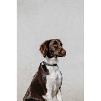 Halsband voor hond Equithème Nala Zwart Halsband voor hond Equithème Nala Zwart