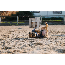Fleecehemd voor hond Equithème Fleecehemd voor hond Equithème