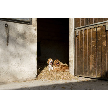 Collier cuir Diego & Louna pour chien Collier cuir Diego & Louna pour chien