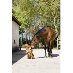 Collier cuir Diego & Louna pour chien Naturel Marron Collier cuir Diego & Louna pour chien Naturel Marron