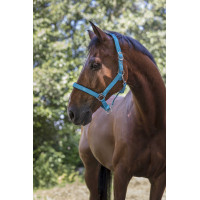 Norton Fluo halster gevoerd Blauw Norton Fluo halster gevoerd Blauw