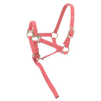 Licol nylon foal Rose