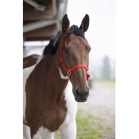 Nylon halster met dubbele dikte en gespen Norton Rood