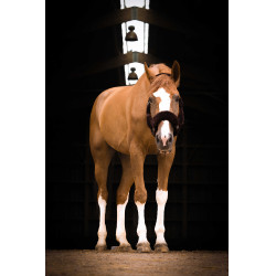 Licol Equithème Teddy Noir / marron Licol Equithème Teddy Noir / marron