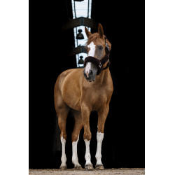 Licol Equithème Teddy Noir / marron Licol Equithème Teddy Noir / marron