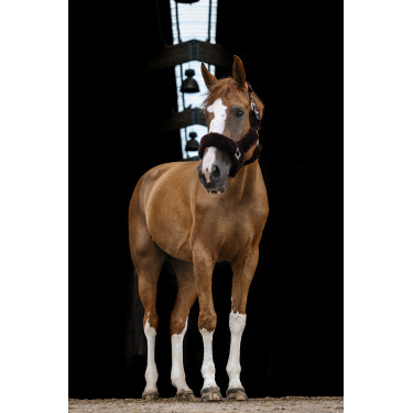 Licol Equithème Teddy Noir / marron Licol Equithème Teddy Noir / marron