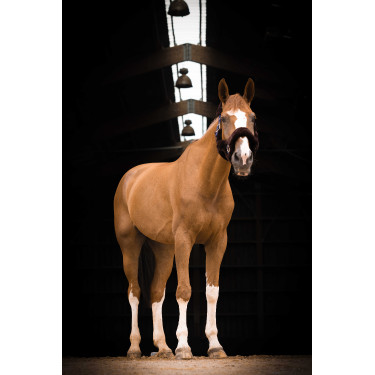 Licol Equithème Teddy Marine / marron Bleu Licol Equithème Teddy Marine / marron Bleu