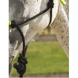 LICOL ETHOLOGIQUE + LONGE FUN COLOUR Vert néon