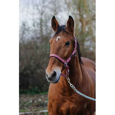 Licol Nylon Spring Equithème Rose Licol Nylon Spring Equithème Rose